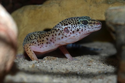 An air-filled cavity connects the eardrums of the two ears of this lizzard