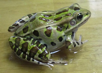 frog