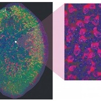 confocal micrograph shows the whole utricle from an adult mouse