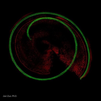 genetic pathway for hair cell regeneration