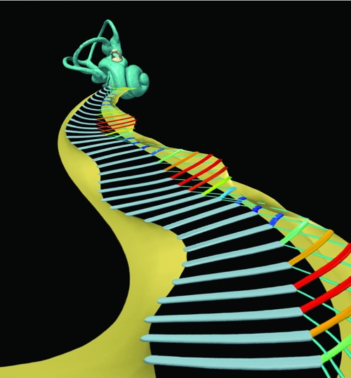 Depiction of the inner ear, with the vibrating lattice of Y-shaped cellular architecture found within the organ of Corti
