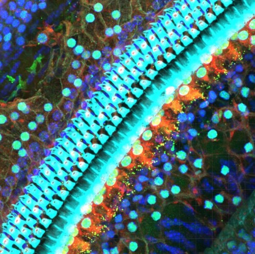 A view of a small part of the mammalian cochlea