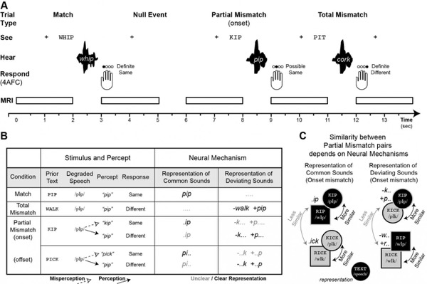 infographic on how the brain creates perceptual illusions at cocktail parties, in song lyrics and older listeners