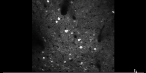 Screenshot of video on capacity of learning in juveniles