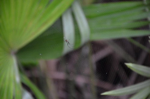 spider web