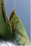 Bushcrickets