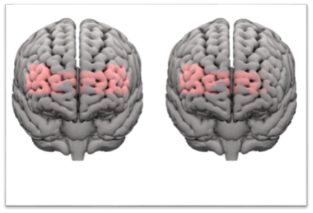 Brain