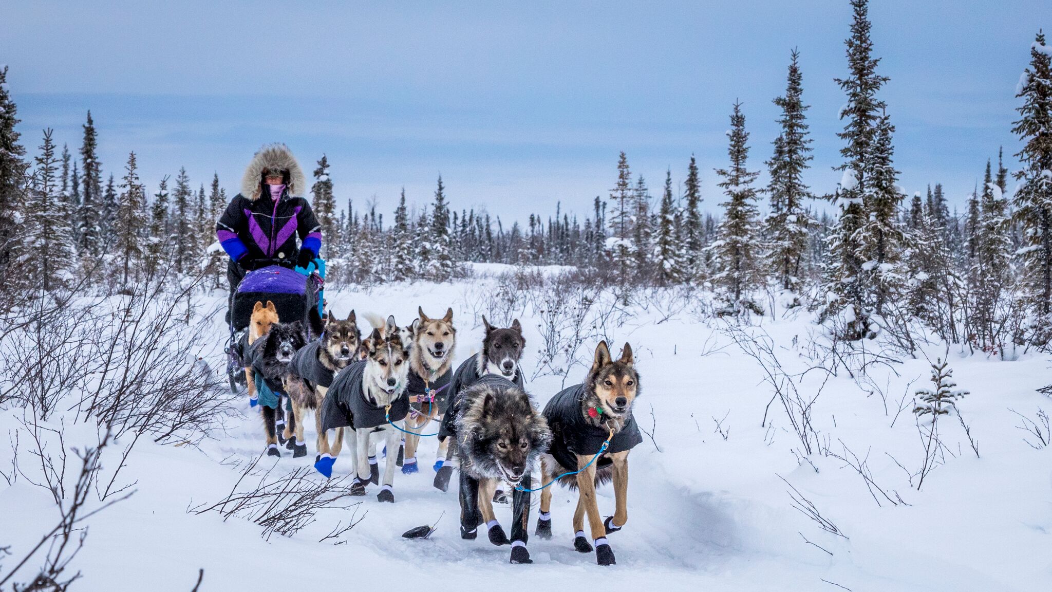 Dogsled