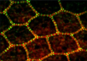 Fluorescent probes attached to proteins in the epithelial belt