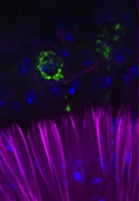 the auditory organ of the fruitfly