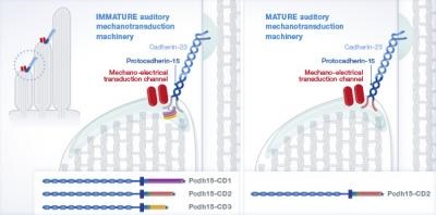 the sensory antenna of auditory sensory cells