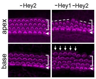 The hair cells of mice missing just Hey2 are neatly lined up in four rows