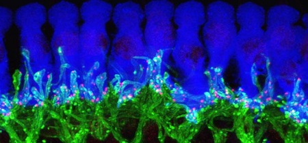 microscope image of tissue from deep inside a normal mouse ear
