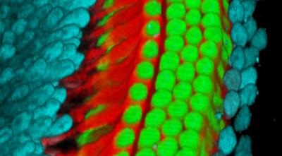 Microscopic view of cells deep within the ear of a newborn mouse