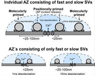 Schematic diagram showing SVs at different priming states located at different distance to the Ca 2+ source
