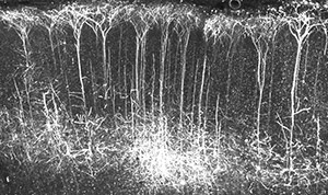 Scientists mapped and read sound memories in rat brains