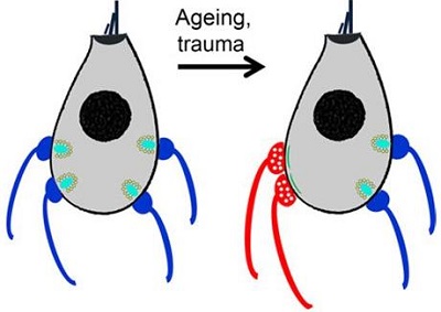 Mature hair cells