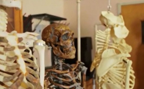 Human skeleton model