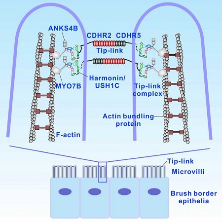 This visual abstract presents a systematic biochemical and structural characterization of the brush border inter-microvillar tip-link complex assembly