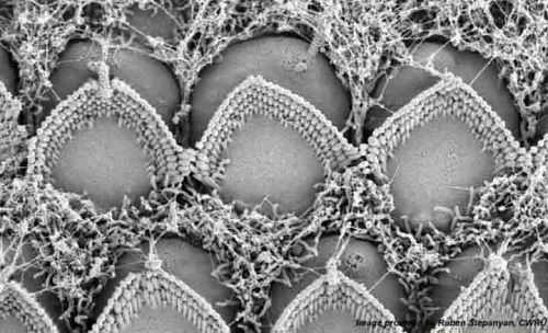 mechanosensory hair bundle