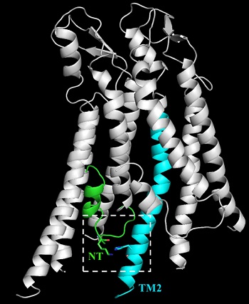 The X-ray crystallographic structure