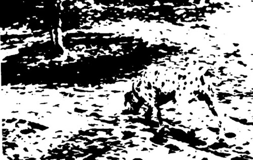 This optical illusion shows rapid neural adaptation in action