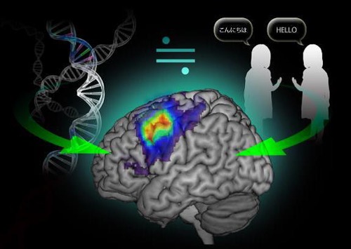 Language functions are influenced by a person's environment and genetic makeup