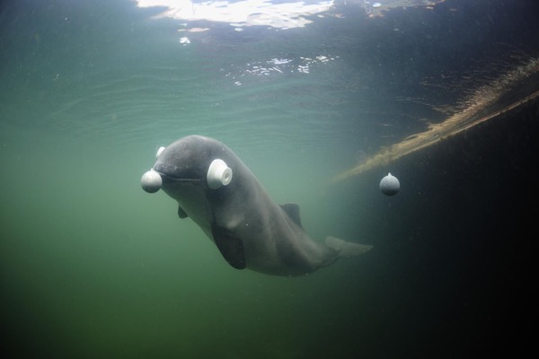 Testing porpoise hearing at research and experience center