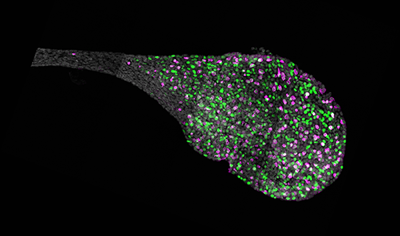 Endolymphatic sac from the inner ear of a mouse