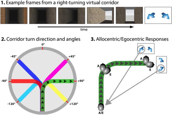 Virtual corridor navigation task