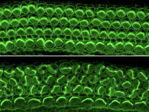 tiny hair-like filaments in the inner ear