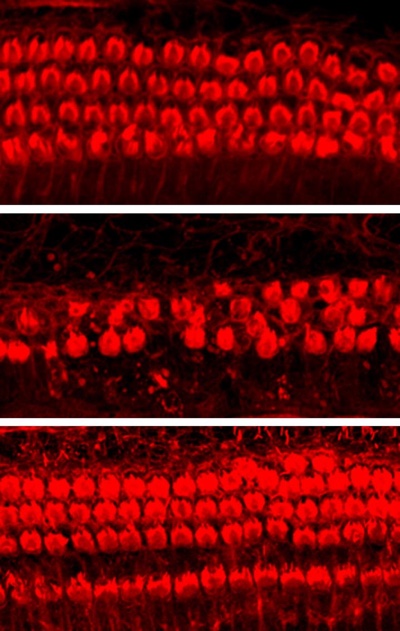 mouse cochlea