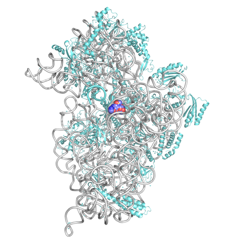 Ribosomes