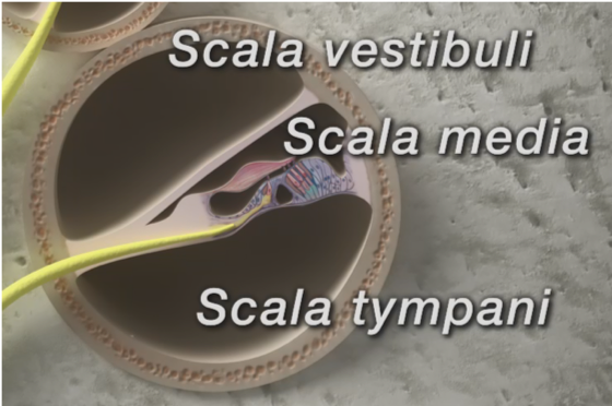 Cochlea