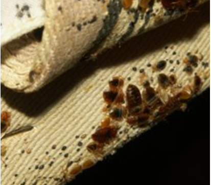 Bed bugs on the canvas strap of an old box spring covering.