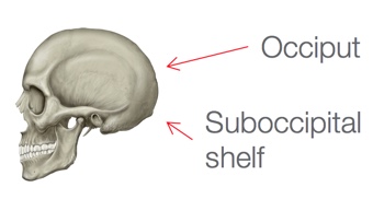 Human skull with the occiput and suboccipital shelf pointed out with red arrows.
