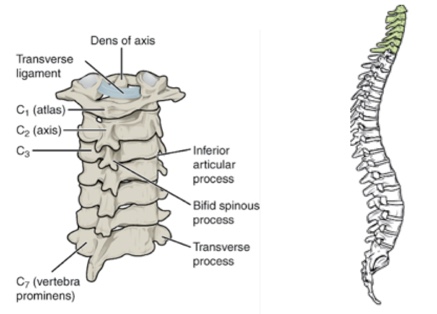 Anatomical breakdown of the spine from C1 atlas to C7 vertebra prominens and neck flexion.