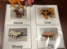 Matching animal template activity