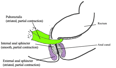 Puborectalis and sphincters at rest