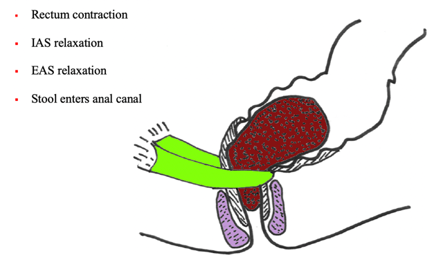 Defecation reflex
