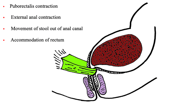 Inhibition of defecation.