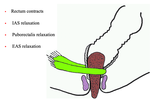 Defecation