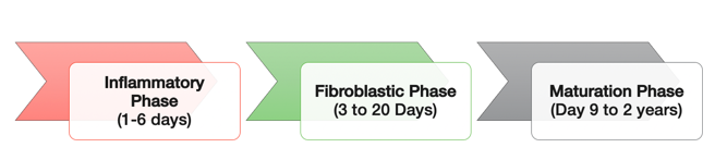 Graphic of the phases of tissue healing