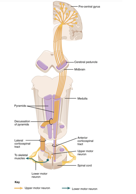 Central nervous system