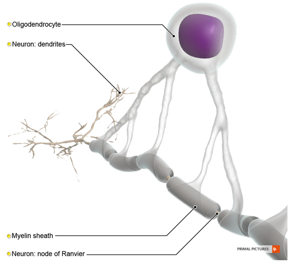 Normal myelin sheath
