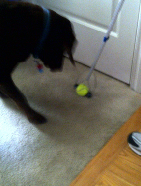 Using a reacher to play with the dog