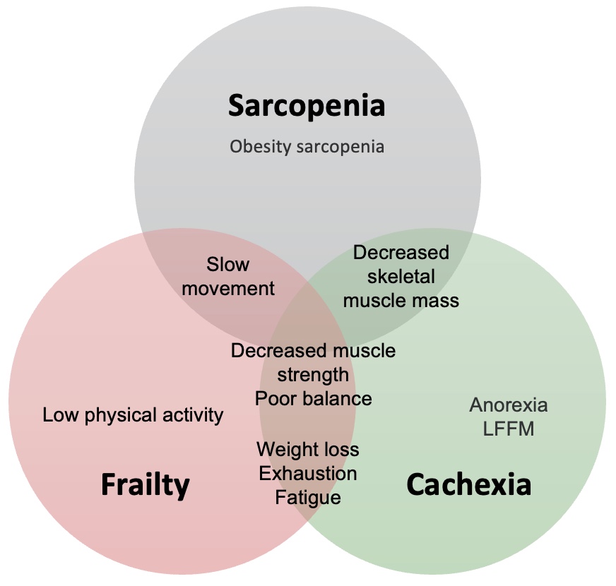 Patient profile and sarcopneia assessment.