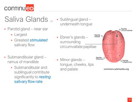 dentition figure 3